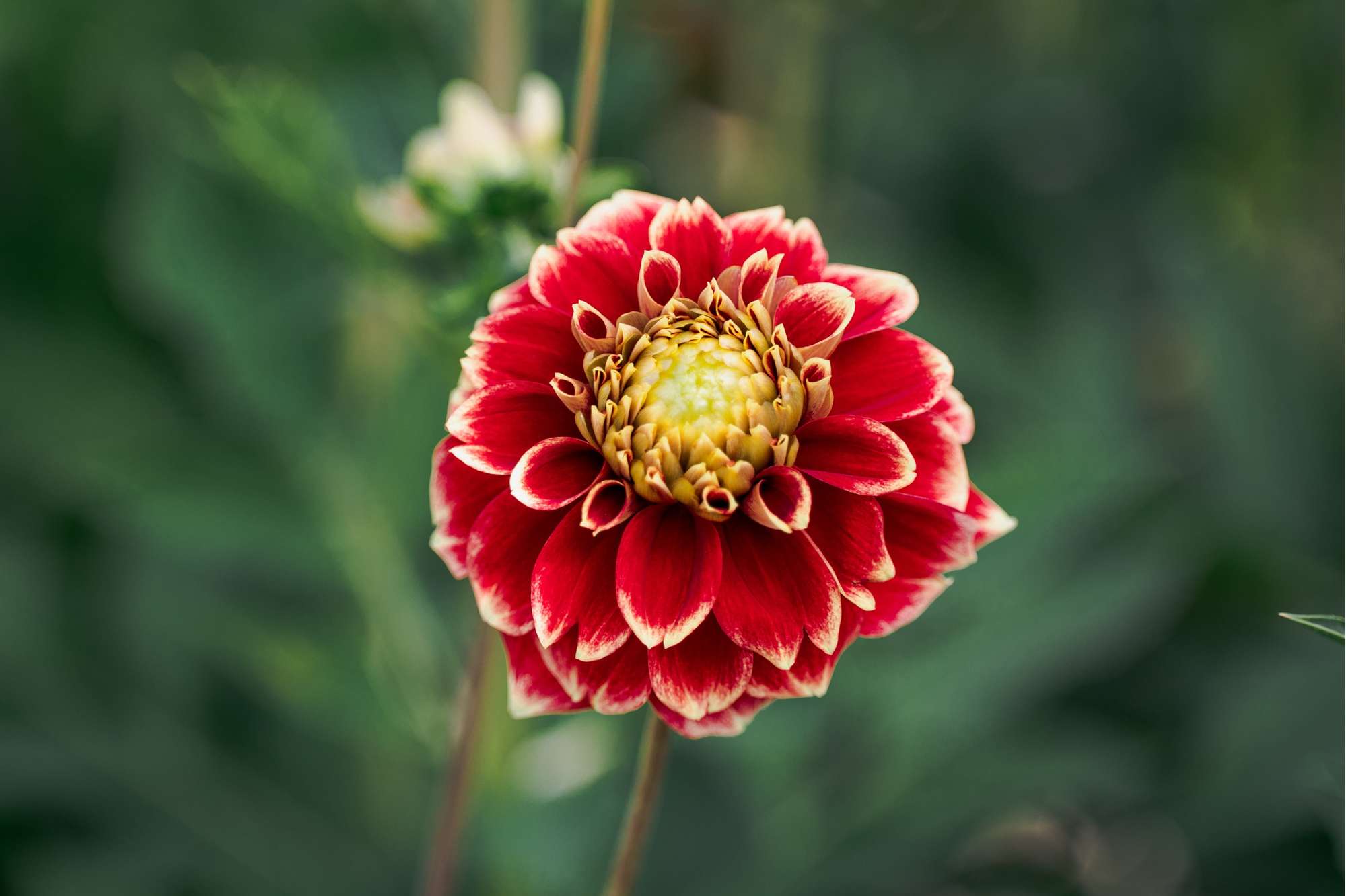 Dahlia 'Jowey Hubert'